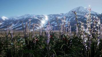 Lavender field with blue sky and mountain cover with snow video