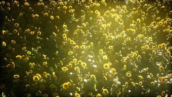 beaux tournesols et nuages dans un coucher de soleil au texas video