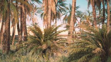 palm trees and the sand dunes in Oasis video