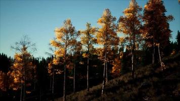 paisagem de outono de montanha com floresta amarela video