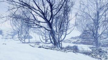 foresta decidua invernale in una mattinata nebbiosa video