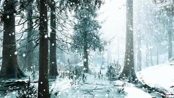 forte tempestade de neve na floresta de coníferas
