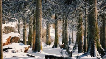 winter rustig bos op zonnige dag video