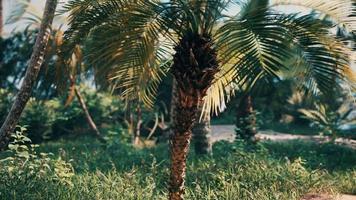 palmeiras tropicais e plantas em dia ensolarado video