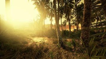 coucher de soleil dans le désert au-dessus de l'oasis avec palmiers et dunes de sable video