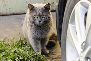 un gato gris se sienta al lado de la rueda del auto en el estacionamiento foto