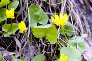 Buttercup, ficaria verna photo