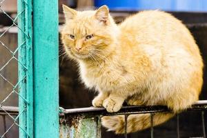 hermoso gato rojo se sienta en primavera en la cerca foto