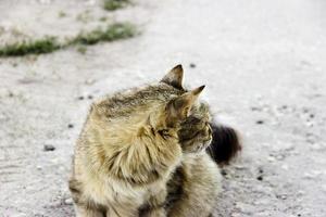 Gray cat on the street photo