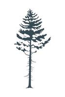 winter pine forest vector