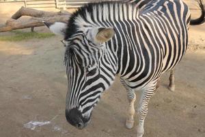 équido africano cebra de la familia de los caballos con un negro distintivo foto