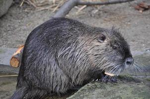 Coypu aka Nutria mammal animal photo