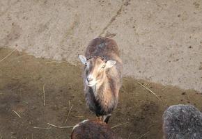 cabra doméstica también conocida como capra aegagrus hircus mamífero animal foto