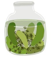 Jar of pickled cucumbers with dill and peppercorns vector