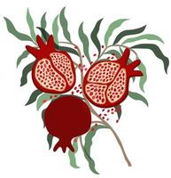 Vector isolated illustration of pomegranate.