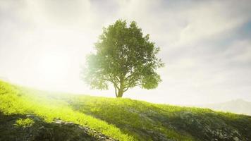 campo primaverile con albero solitario video