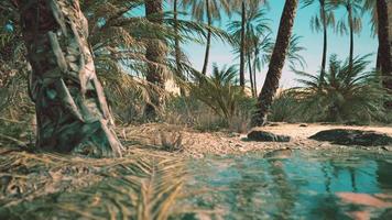 Green oasis with pond in Sahara desert video