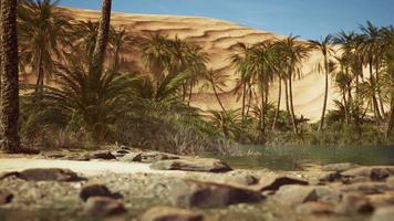 Green oasis with pond in Sahara desert video