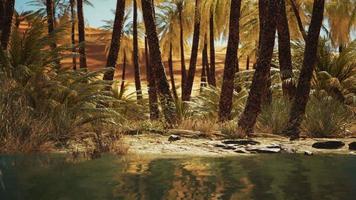 oásis verde com lagoa no deserto do saara