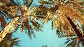 view of the palm trees passing by under blue skies video