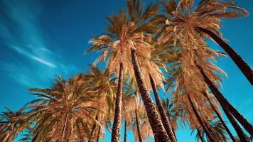 palms at blue sky background