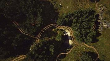 luchtfoto van de weg door het bos video