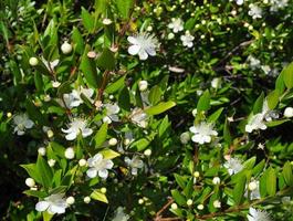 myrtus myrtle - plantae angiospermas eudicots rosids myrtales myr foto