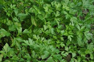 hojas verdes de la planta de perejil útiles como fondo
