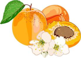 Vector islated illustration of apricot.