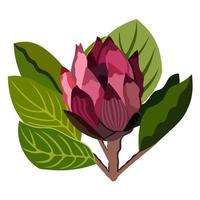 Protea flower. Vector isolated illustration.