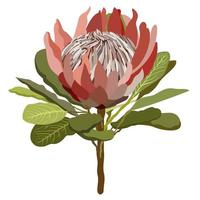 Protea flower. Vector iolstaed illustration.