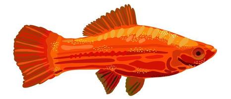 Bright red swordtail female. Vector isolated illustration.