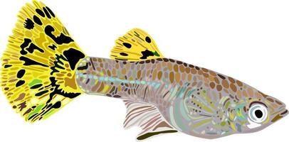 Guppy female with yellow tail. vector