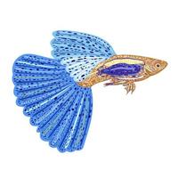 Guppy fish with blue tail. vector