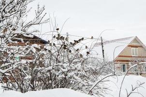 Winter landscape with birds. photo