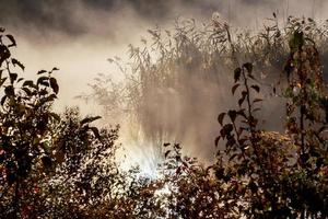 Foggy morning on river. Autumn landscape with reeds in foreground and trees photo