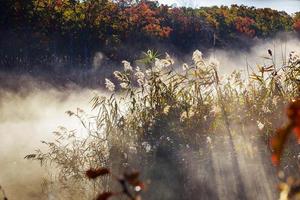 Autumn mist in a rainforest photo