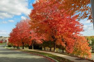 Autumn red maple leaves with yellow foliage background. photo