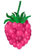 Bright vector isolated illustration of raspberry.