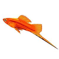 Vector isolated illustration of swordtail.