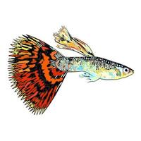 Guppy fish with bright orange and black tail. vector