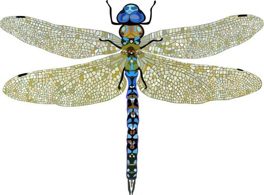 Bright vector illustration of dragonfly isolated on white background.