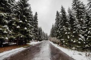 scenic view of the road with snow and mountain and giant trees background in winter season. Morske Oko photo