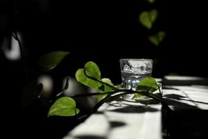 a glass of water on a white table with rays of the sun and with green leavs photo