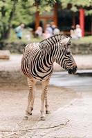 Zebra portrait in a city park, zoo. animal background photo