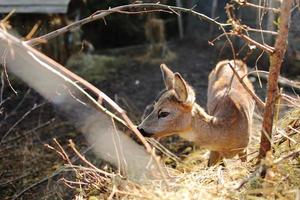 los corzos comen comida en la cerca de la granja. fondo de animales enfoque selectivo foto