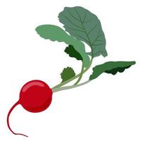 Radish. Vector isolated illustration.