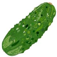 Cucumber isolated on white background. Vector illustration.