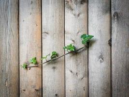 Wooden background with ivy photo