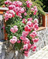 Shrub roses landscape photo